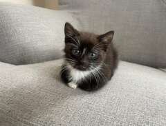 underbar liten kattunge