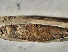 fossil fisk