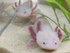 Axolotlar