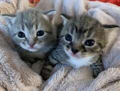 Två små kittisar söker sin...