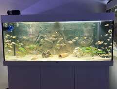 akvarium juwel rio 240l