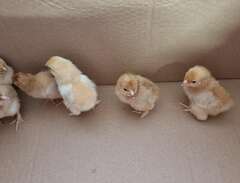 Kycklingar, Hedemora