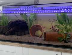 3 st Axolotl akvarium kylare
