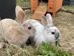 Två små kaniner söker hem