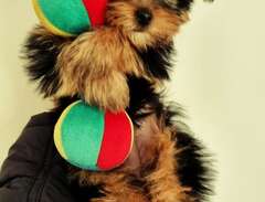 Yorkshire Terrier Toy