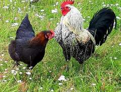 Kycklingar och avelsägg