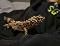 Leopardgecko med tillbehör