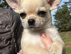 Chihuahua sobel KH