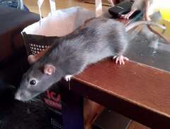 råttor säljes 250kr st bur...