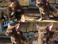 Leveransklara Chihuahua hanar