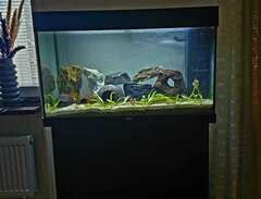 akvarium Juwel rio 125L uta...