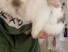 två kaniner söker hem akut