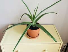 Aloe vera krukväxt / planta...