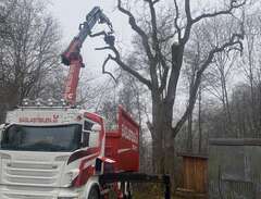 trädfällning med lastbil