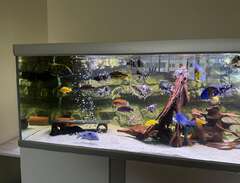 Akvarium med fiskar