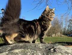 Maine coon omplacering