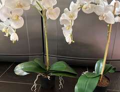 Konstgjorda orkidéer