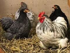 kycklingar dvärgkochin