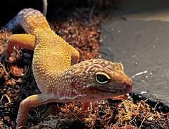 leopardgecko med terrarium
