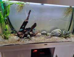 Juwel rio akvarium