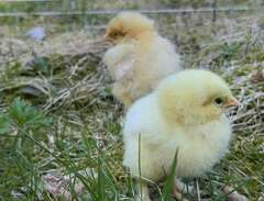 Brahma-kycklingar