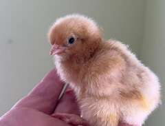 Orpington-kycklingar