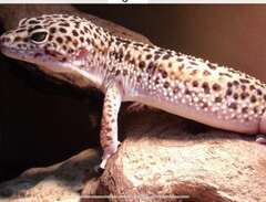 leopardgeckos 2st