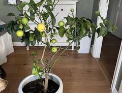 Citronträd i kruka