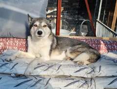 Siberian Husky with  pedigree