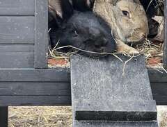 Två kaniner - Belgisk jätte