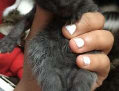 Små svart kattunge!