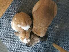 Två kaniner