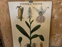 Svenska Växter Planscher