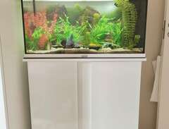 Komplett akvarium med fiskar