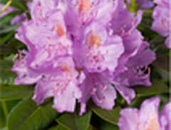 Rhododendron Parkrododendro...