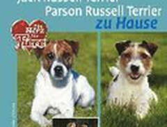 Jack Russel Terrier. Parson...