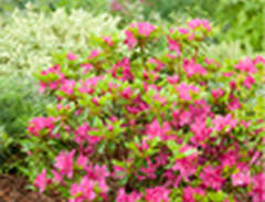 Rhododendron Japansk Azalea...