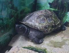 Sköldpadda med akvarium säljs