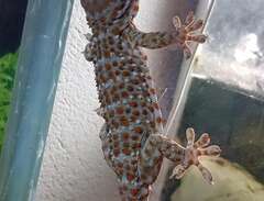 Tokajgecko Gekko Gecko hane