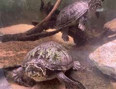 Mysksköldpaddor 2 st