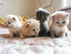 Sibiriska kattungar med sta...