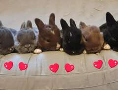 6 st ljuvliga kaninungar