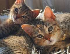 Två väldigt söta kattungar...