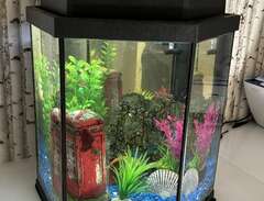 Akvarium med 4 fiskar