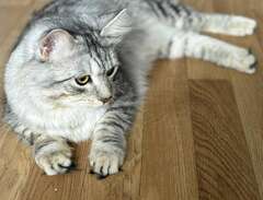 Sibirisk katt med stamtavla