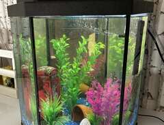 Litet akvarium med 4 fiskar