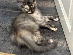 sibirisk kattunge med stamt...