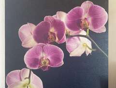 Canvas tavla ”orkidé”