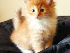 underbara sibiriska kattung...