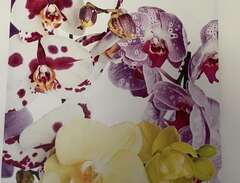 tavla orkidé